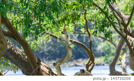 A black-capped kingfisher perched on a branch beneath the forest canopy in Wilpattu National Park, Sri Lanka 143710208