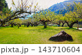 An ancient plum tree in a unique garden at the Royal Project Doi Ang Khang, Chiang Mai, Thailand. 143710604