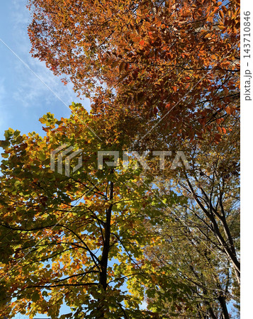 青空に映える色づいた木々の紅葉 青空に映える色づいた木々の紅葉 143710846