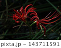 赤い彼岸花 143711591