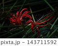 赤い彼岸花 143711592