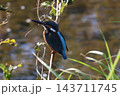 カワセミが木に止まる瞬間 143711745
