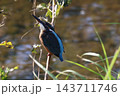 カワセミが木に止まる瞬間 143711746