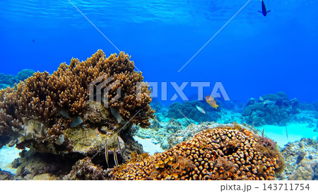 パンゴラオの熱帯魚と珊瑚礁　水中写真 143711754