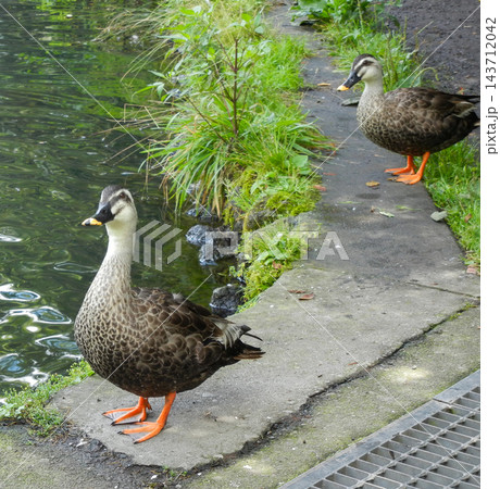 池のほとりでじっと見つめる2羽のカルガモ 池のほとりでじっと見つめる2羽のカルガモ 143712042