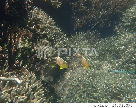 白保海岸のサンゴ礁とチョウチョウウオのペア 白保海岸のサンゴ礁とチョウチョウウオのペア 143712070