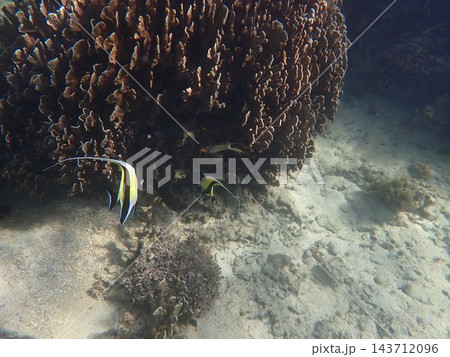 白保海岸のアオサンゴとツノダシ 143712096
