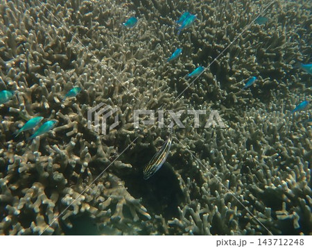 白保海岸のサンゴ礁とギンポとデバスズメダイ 白保海岸のサンゴ礁とギンポとデバスズメダイ 143712248