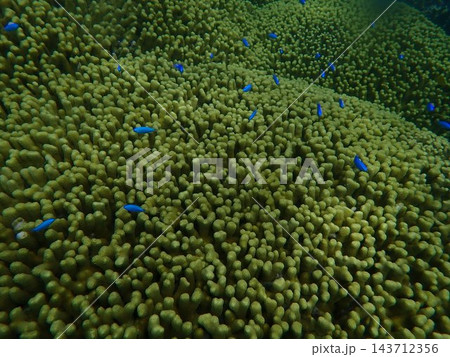 白保海岸のユビエダハマサンゴとルリスズメダイ 白保海岸のユビエダハマサンゴとルリスズメダイ 143712356