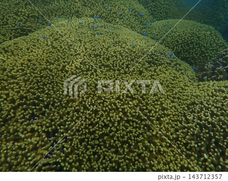 白保海岸のユビエダハマサンゴとルリスズメダイ 白保海岸のユビエダハマサンゴとルリスズメダイ 143712357