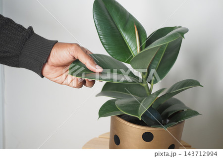 Hand touching a rubber plant in a spotted pot indoors Hand touching a rubber plant in a spotted pot indoors 143712994