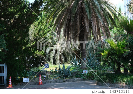 広島市植物公園カナリーヤシの景色 広島市植物公園カナリーヤシの景色 143713112