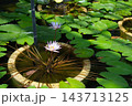 佐伯区植物公園大温室の熱帯スイレン 143713125