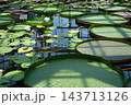 佐伯区植物公園熱帯水生植物の景色 143713126