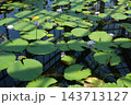 佐伯区植物公園の熱帯水生植物 143713127