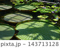 佐伯区植物公園の熱帯水生植物オオオニバス 143713128