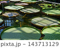 佐伯区植物公園のオオオニバス 143713129