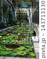 佐伯区植物公園の熱帯水生植物の区画の景色 143713130