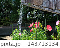 広島市植物公園の花 143713134