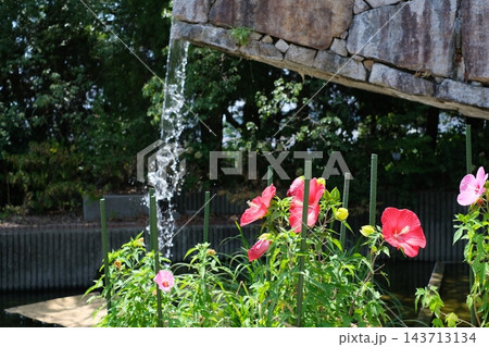 広島市植物公園の花 143713134
