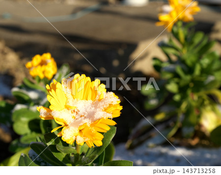 花弁の上にうっすらと積もった雪と黄色い花(冬の景観) 花弁の上にうっすらと積もった雪と黄色い花(冬の景観) 143713258