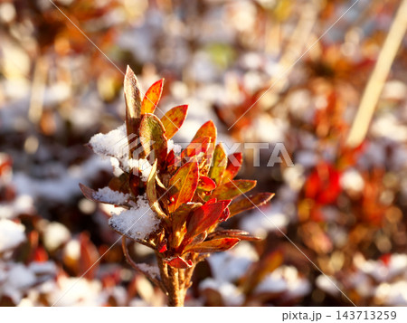 冬の日差しを受ける冠雪した葉 冬の日差しを受ける冠雪した葉 143713259
