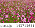 コスモスとひまわりのコラボ 143713631