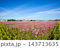 コスモスとひまわりのコラボ 143713635
