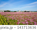 コスモスとひまわりのコラボ 143713636