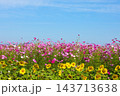コスモスとひまわりのコラボ 143713638