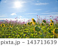 コスモスとひまわりのコラボ 143713639