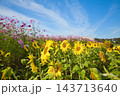 コスモスとひまわりのコラボ 143713640