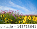 コスモスとひまわりのコラボ 143713641