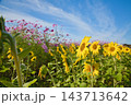 コスモスとひまわりのコラボ 143713642