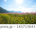 コスモスとひまわりのコラボ 143713643