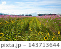 コスモスとひまわりのコラボ 143713644