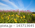 コスモスとひまわりのコラボ 143713645