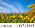 コスモスとひまわりのコラボ 143713646