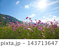 コスモスとひまわりのコラボ 143713647