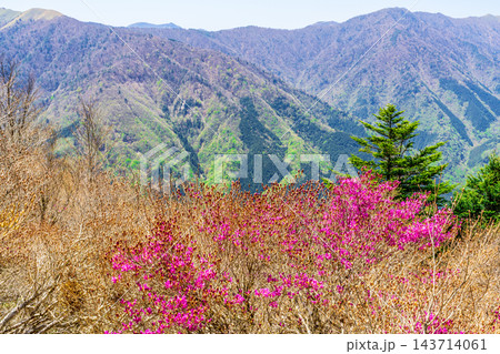 【剣山国定公園】塔丸への登山道に咲くヤマツツジと剣山地の山並み　徳島県三好市 143714061