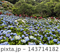 斜面一面に咲く青い紫陽花の庭園 143714182