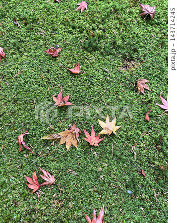 苔の上に散る紅葉の落ち葉 143714245