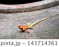 Close-up of a small brown and yellow lizard on rocky ground with tail extended 143714361