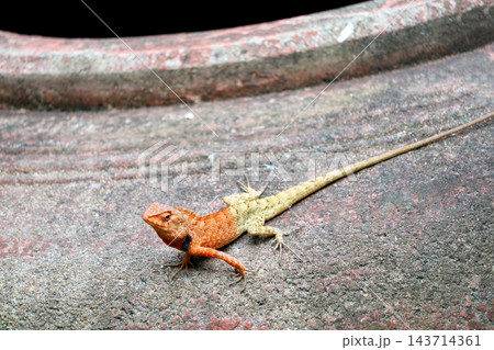 Close-up of a small brown and yellow lizard on rocky ground with tail extended 143714361
