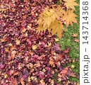 苔の庭に敷き詰められた紅葉の落ち葉 143714368