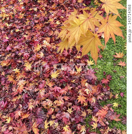 苔の庭に敷き詰められた紅葉の落ち葉 143714368