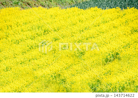 菜の花畑 143714622