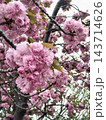 ピンク色の可愛い八重桜 143714626