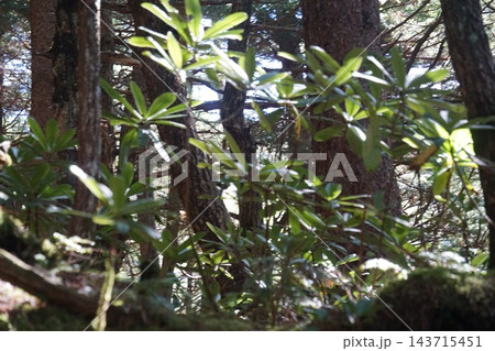 白駒池の植物 白駒池の植物 143715451