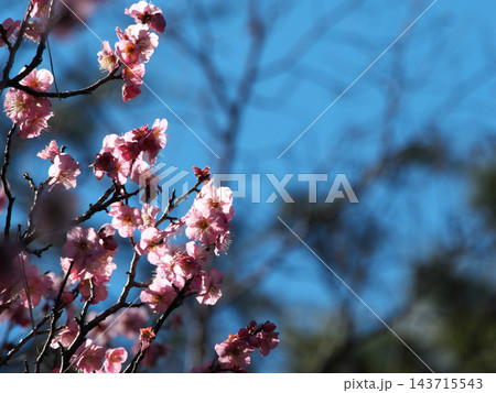 青空に映える満開のピンク色の梅の花 青空に映える満開のピンク色の梅の花 143715543